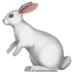 :rabbit2: